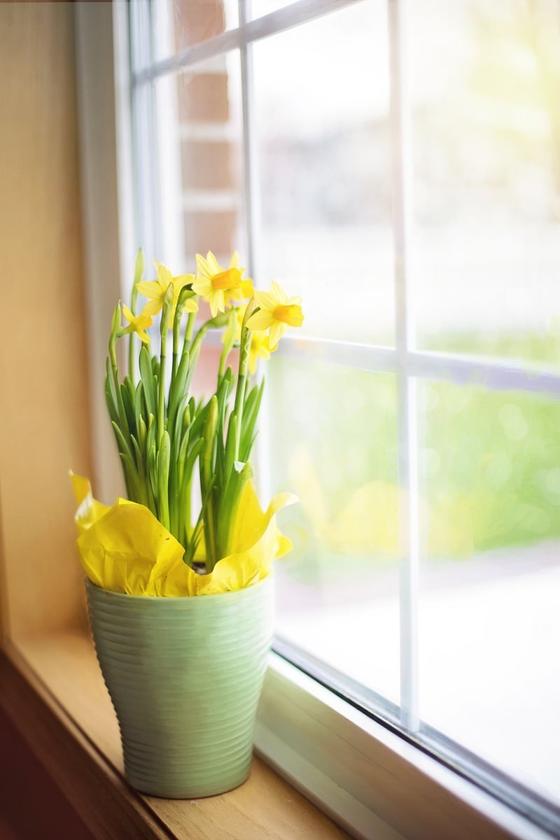 Windowsill Gardening