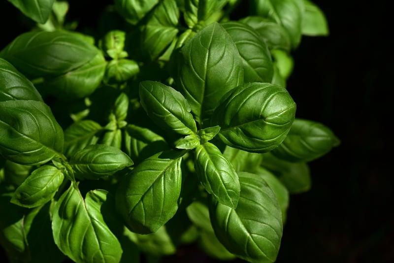 Indoor Herb Garden Kit