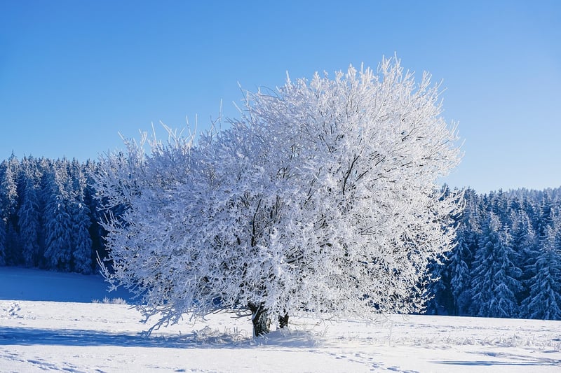 Winter Protection
